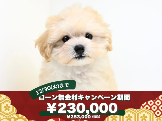 岡山県のハーフ犬・ミックス犬 (アミーゴ大安寺店/2025年8月26日生まれ/女の子/クリーム)の子犬の1枚目の画像