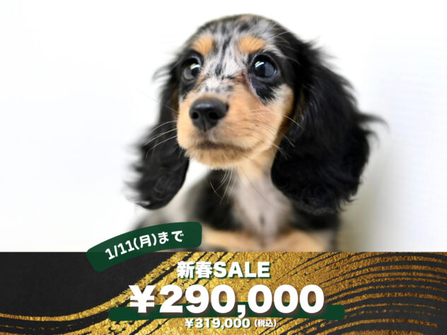 岡山県のミニチュアダックスフンド(ロング) (アミーゴ大安寺店/2025年8月13日生まれ/女の子/シルバーダップル)の子犬の1枚目の画像