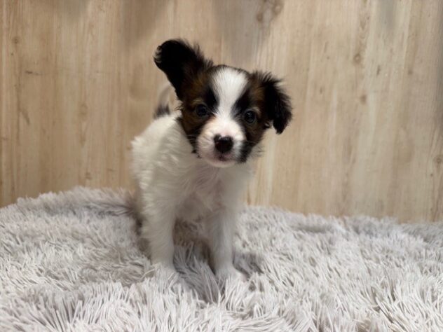 茨城県のパピヨン (アミーゴ神栖店/2025年10月3日生まれ/男の子/ホワイトブラウン)の子犬