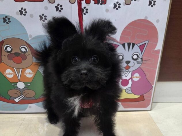 福島県のハーフ犬・ミックス犬 (アミーゴ福島南店/2025年9月9日生まれ/女の子/ブラック)の子犬
