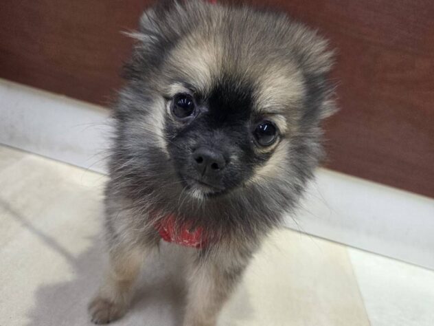 福島県のハーフ犬・ミックス犬 (アミーゴ福島南店/2025年9月13日生まれ/女の子/オレンジセーブル)の子犬