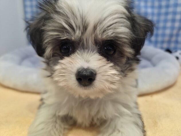 福島県のハーフ犬・ミックス犬 (アミーゴ福島南店/2025年10月26日生まれ/女の子/フォーン)の子犬