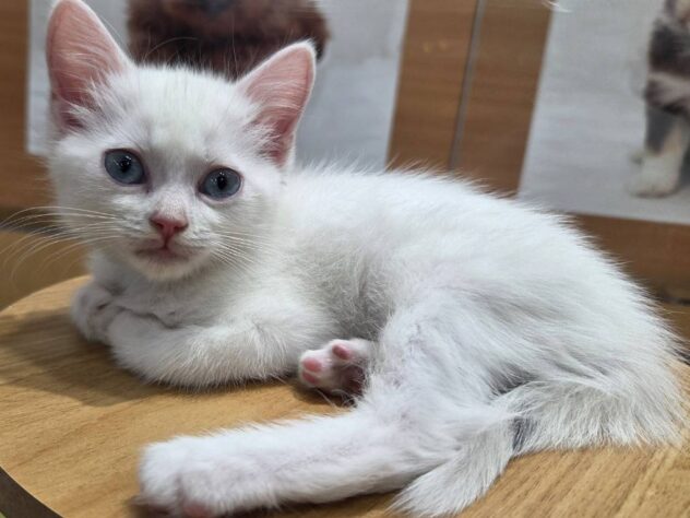 福島県のスコティッシュフォールド (アミーゴ福島南店/2025年10月22日生まれ/男の子/ホワイトブルー)の子猫