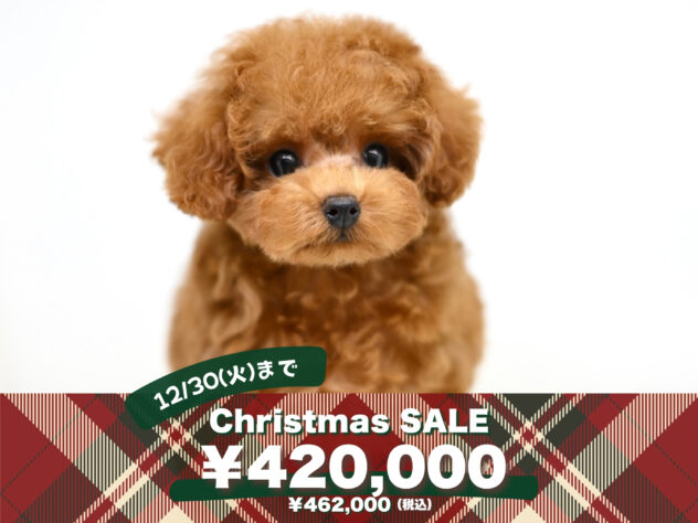 岡山県のトイプードル(トイ) (アミーゴ大安寺店/2025年9月20日生まれ/女の子/レッド)の子犬の1枚目の画像