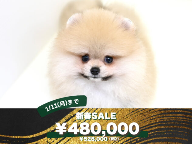 岡山県のポメラニアン (アミーゴ大安寺店/2025年5月16日生まれ/女の子/ウルフセーブル)の子犬の1枚目の画像