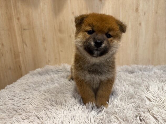 茨城県の柴犬(標準サイズ) (アミーゴ神栖店/2025年10月5日生まれ/男の子/赤)の子犬