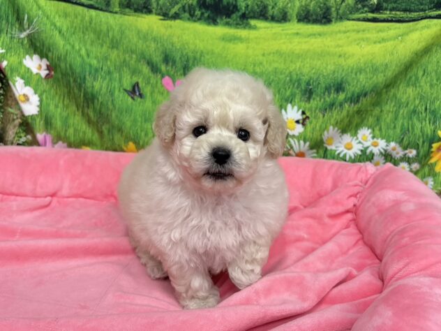 和歌山県のトイプードル(トイ) (アミーゴ和歌山太田店/2025年10月1日生まれ/男の子/クリーム)の子犬の2枚目の画像