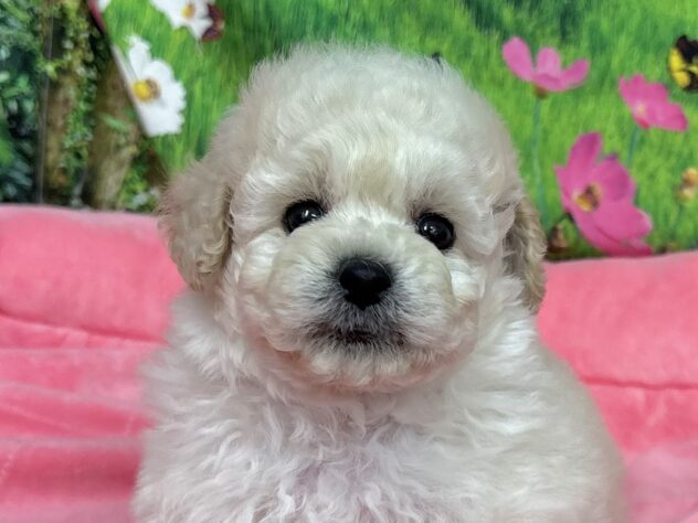 和歌山県のトイプードル(トイ) (アミーゴ和歌山太田店/2025年10月1日生まれ/男の子/クリーム)の子犬の1枚目の画像