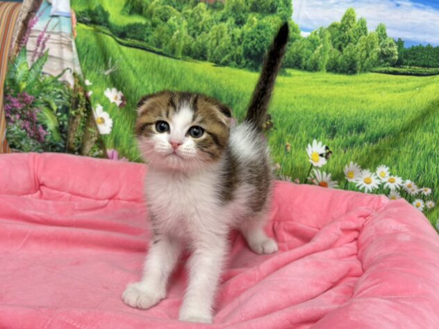 和歌山県のスコティッシュフォールド (アミーゴ和歌山太田店/2025年10月2日生まれ/男の子/ブラウンタビーホワイト)の子猫の3枚目の画像