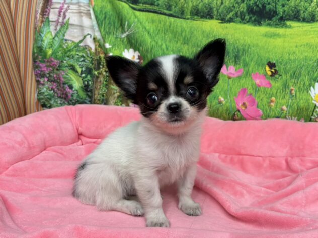 和歌山県のチワワ(ロング) (アミーゴ和歌山太田店/2025年10月6日生まれ/男の子/ブラックタンホワイト)の子犬の2枚目の画像