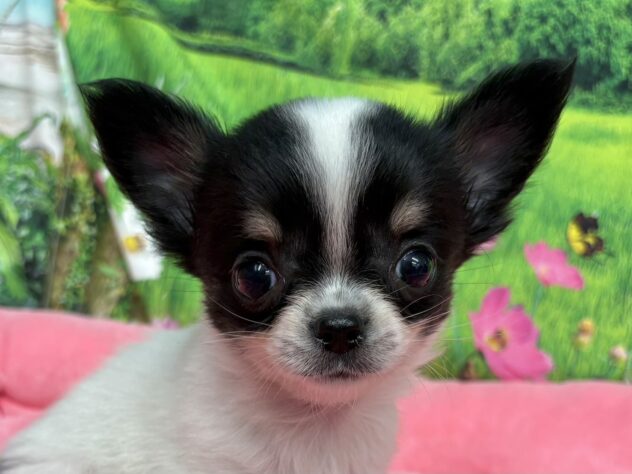 和歌山県のチワワ(ロング) (アミーゴ和歌山太田店/2025年10月6日生まれ/男の子/ブラックタンホワイト)の子犬の1枚目の画像