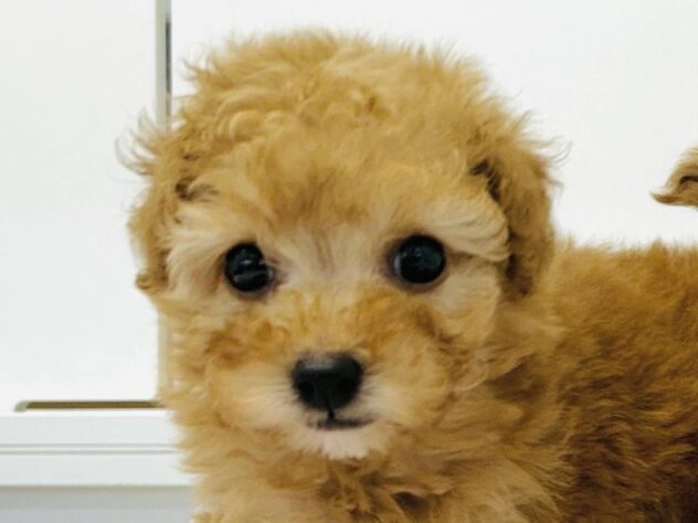 岡山県のトイプードル(トイ) (アミーゴ水島店/2025年10月5日生まれ/女の子/レッド)の子犬