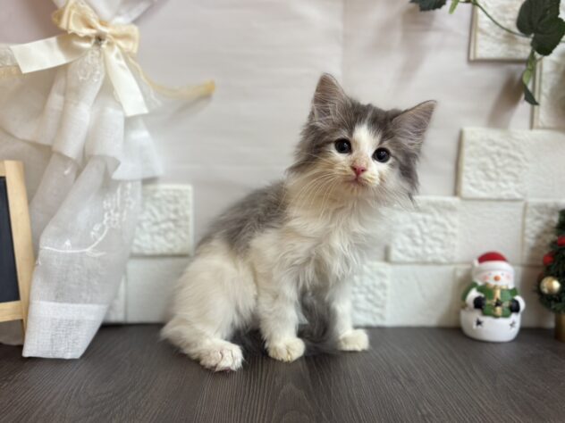 宮城県のノルウェージャンフォレストキャット (アミーゴ古川駅前店/2025年10月4日生まれ/男の子/ブルータビーホワイト)の子猫の2枚目の画像