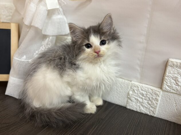 宮城県のノルウェージャンフォレストキャット (アミーゴ古川駅前店/2025年10月4日生まれ/男の子/ブルータビーホワイト)の子猫の1枚目の画像