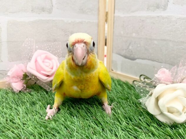 ホオミドリウロコインコサンチーク | ペットワールド アミーゴ