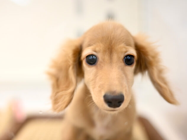 岡山県のカニンヘンダックスフンド(ロング) (アミーゴ中庄店/2025年8月16日生まれ/女の子/ゴールド)の子犬の4枚目の画像