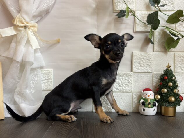 宮城県のチワワ(ロング) (アミーゴ古川駅前店/2025年8月5日生まれ/男の子/ブラックタン)の子犬の2枚目の画像