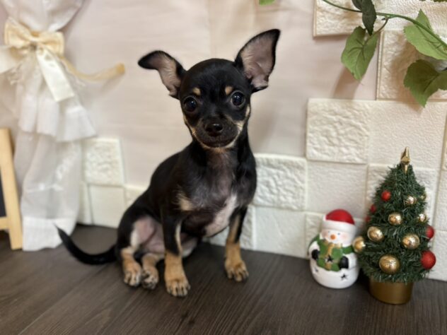 宮城県のチワワ(ロング) (アミーゴ古川駅前店/2025年8月5日生まれ/男の子/ブラックタン)の子犬の1枚目の画像