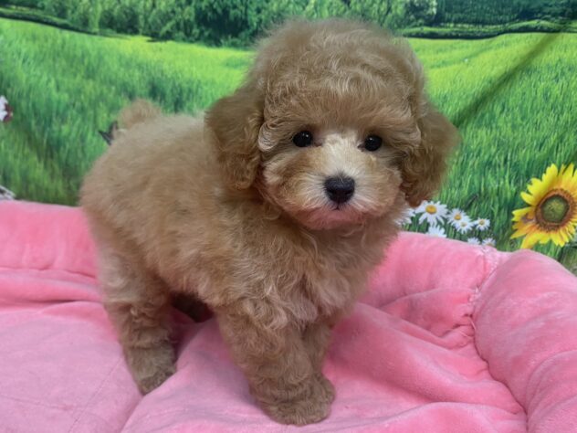 和歌山県のトイプードル(トイ) (アミーゴ和歌山太田店/2025年9月29日生まれ/女の子/アプリコット)の子犬の2枚目の画像