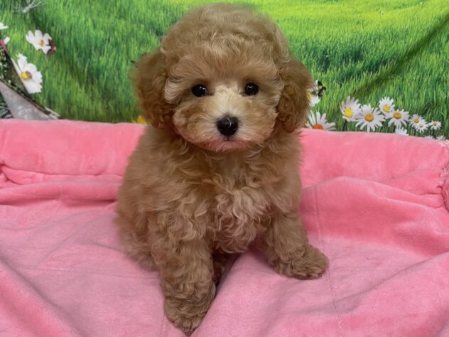 和歌山県のトイプードル(トイ) (アミーゴ和歌山太田店/2025年9月29日生まれ/女の子/アプリコット)の子犬の3枚目の画像