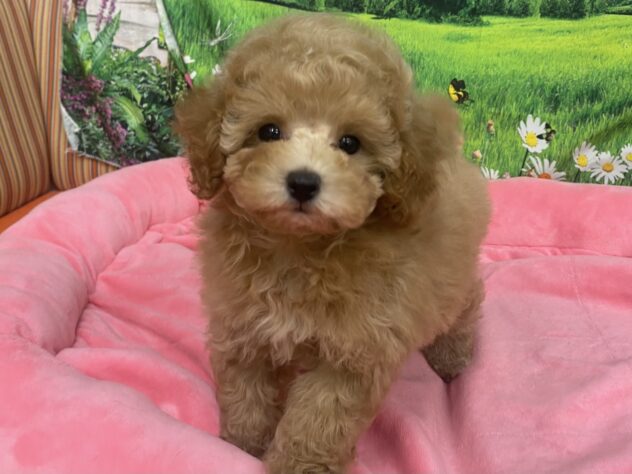 和歌山県のトイプードル(トイ) (アミーゴ和歌山太田店/2025年9月29日生まれ/女の子/アプリコット)の子犬の4枚目の画像