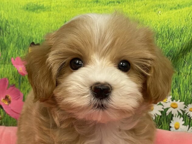 和歌山県のハーフ犬・ミックス犬 (アミーゴ和歌山太田店/2025年10月10日生まれ/女の子/クリーム)の子犬の1枚目の画像