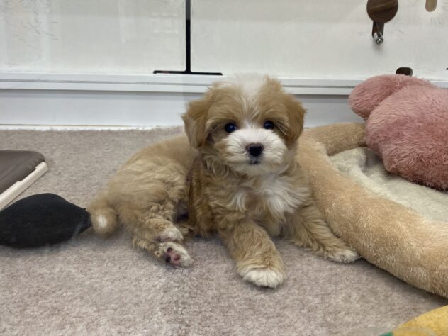 和歌山県のハーフ犬・ミックス犬 (アミーゴ和歌山太田店/2025年10月10日生まれ/女の子/クリーム)の子犬の3枚目の画像