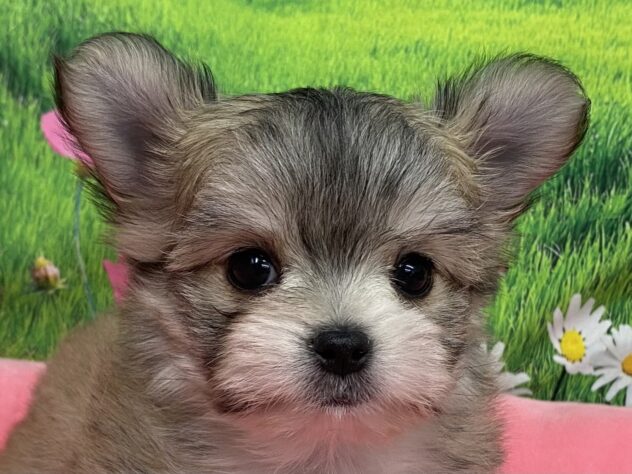 和歌山県のハーフ犬・ミックス犬 (アミーゴ和歌山太田店/2025年10月14日生まれ/男の子/フォーンホワイト)の子犬の1枚目の画像