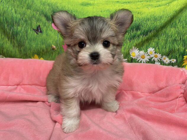 和歌山県のハーフ犬・ミックス犬 (アミーゴ和歌山太田店/2025年10月14日生まれ/男の子/フォーンホワイト)の子犬の2枚目の画像