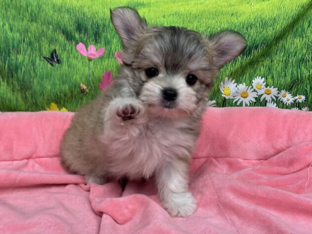 和歌山県のハーフ犬・ミックス犬 (アミーゴ和歌山太田店/2025年10月14日生まれ/男の子/フォーンホワイト)の子犬の3枚目の画像