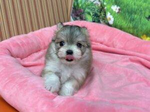 和歌山県のハーフ犬・ミックス犬 (アミーゴ和歌山太田店/2025年10月14日生まれ/男の子/フォーンホワイト)の子犬の4枚目の画像