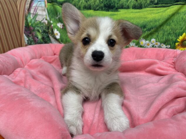 和歌山県のウェルシュコーギーペンブローク (アミーゴ和歌山太田店/2025年10月13日生まれ/女の子/レッドホワイト)の子犬の3枚目の画像