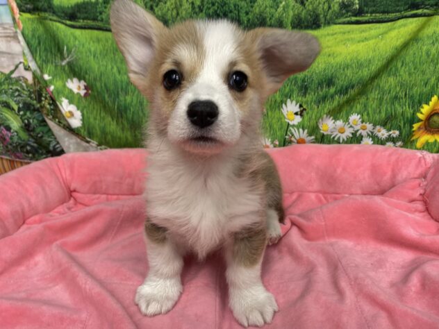 和歌山県のウェルシュコーギーペンブローク (アミーゴ和歌山太田店/2025年10月13日生まれ/女の子/レッドホワイト)の子犬の2枚目の画像