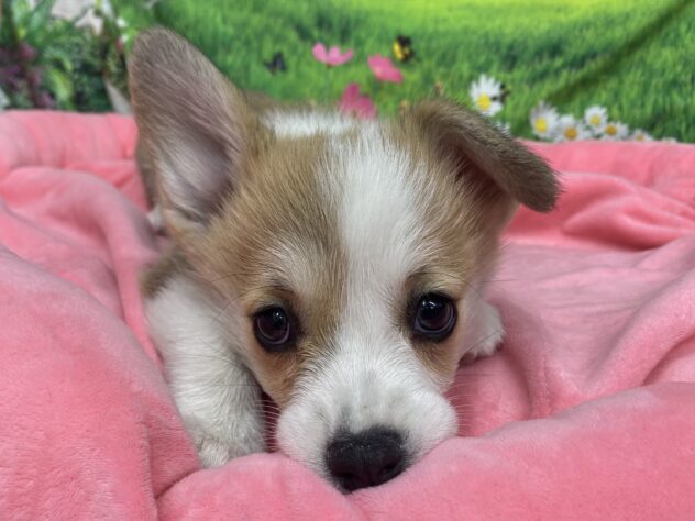 和歌山県のウェルシュコーギーペンブローク (アミーゴ和歌山太田店/2025年10月13日生まれ/女の子/レッドホワイト)の子犬の4枚目の画像