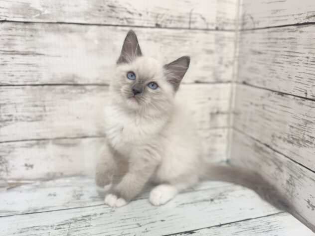 福島県のラグドール (アミーゴいわき店/2025年9月30日生まれ/男の子/ブルーポイントミテッド)の子猫の1枚目の画像