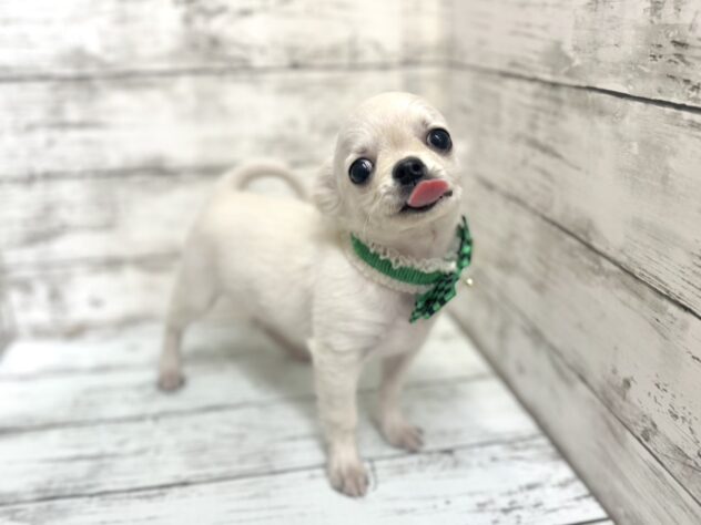 福島県のチワワ(ロング) (アミーゴいわき店/2025年8月18日生まれ/男の子/クリーム)の子犬の2枚目の画像