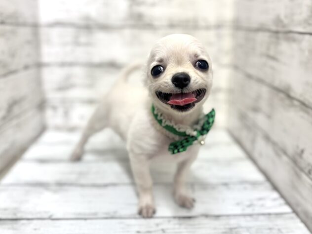 福島県のチワワ(ロング) (アミーゴいわき店/2025年8月18日生まれ/男の子/クリーム)の子犬の1枚目の画像