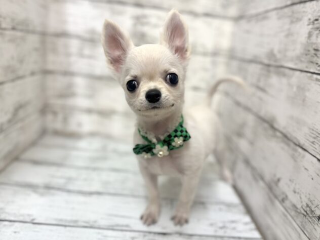 福島県のチワワ(ロング) (アミーゴいわき店/2025年8月18日生まれ/男の子/クリーム)の子犬の3枚目の画像