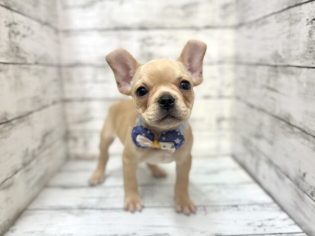 福島県のフレンチブルドッグ (アミーゴいわき店/2025年10月1日生まれ/男の子/クリーム)の子犬の2枚目の画像