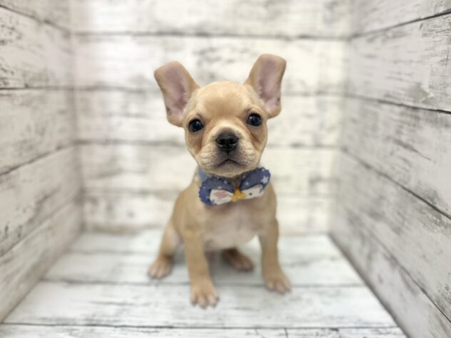 福島県のフレンチブルドッグ (アミーゴいわき店/2025年10月1日生まれ/男の子/クリーム)の子犬の1枚目の画像
