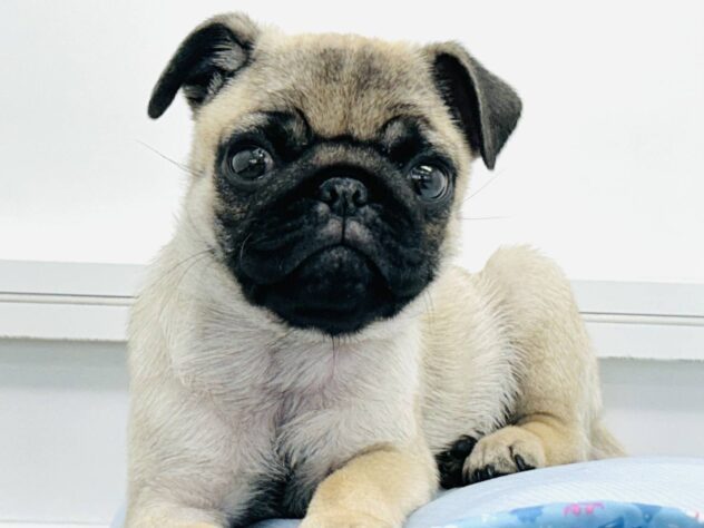 岡山県のパグ (アミーゴ水島店/2025年10月8日生まれ/女の子/フォーン)の子犬の2枚目の画像