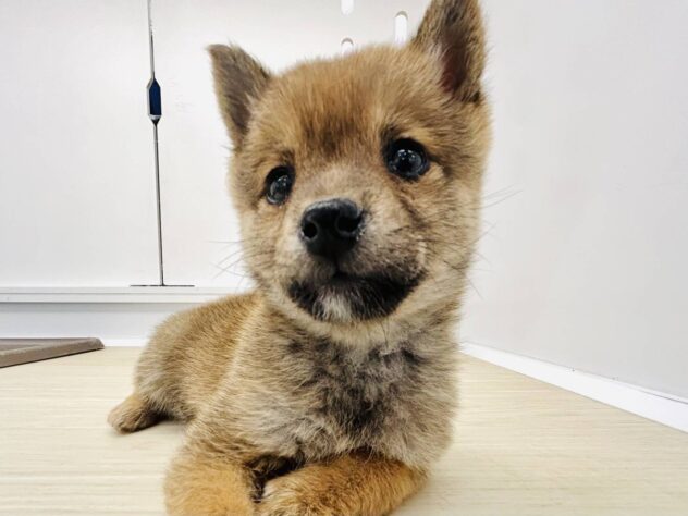 岡山県の豆柴 (アミーゴ水島店/2025年10月10日生まれ/女の子/赤)の子犬の3枚目の画像