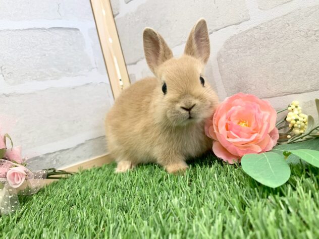 ネザーランドドワーフリンクス | ペットワールド アミーゴ