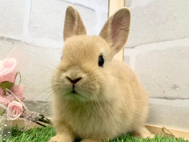 ネザーランドドワーフリンクス | ペットワールド アミーゴ