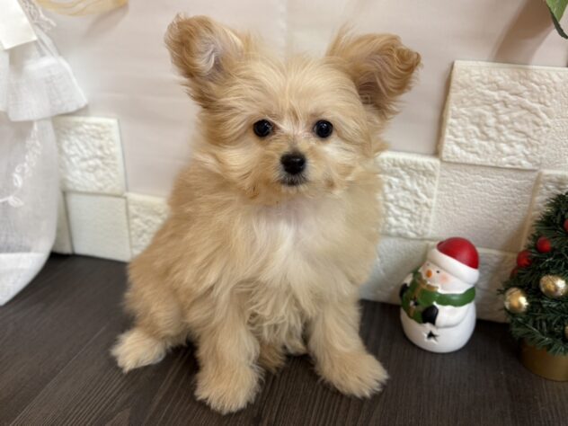 宮城県のハーフ犬・ミックス犬 (アミーゴ古川駅前店/2025年9月16日生まれ/女の子/アプリコット)の子犬の1枚目の画像