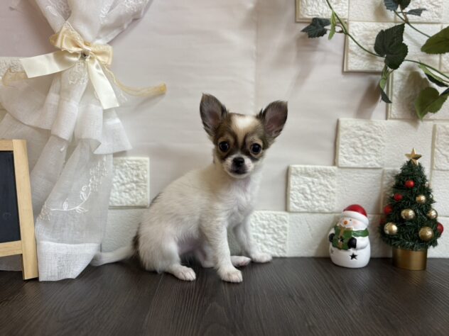 宮城県のチワワ(ロング) (アミーゴ古川駅前店/2025年10月13日生まれ/女の子/パーティーカラー)の子犬の2枚目の画像