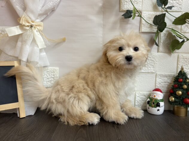 宮城県のハーフ犬・ミックス犬 (アミーゴ古川駅前店/2025年9月1日生まれ/男の子/クリーム)の子犬の2枚目の画像