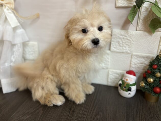 宮城県のハーフ犬・ミックス犬 (アミーゴ古川駅前店/2025年9月1日生まれ/男の子/クリーム)の子犬の1枚目の画像