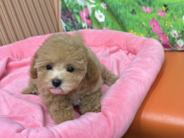 和歌山県のトイプードル(トイ) (アミーゴ和歌山太田店/2025年9月29日生まれ/女の子/アプリコット)の子犬の4枚目の画像