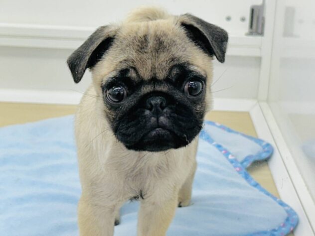 岡山県のパグ (アミーゴ水島店/2025年10月8日生まれ/女の子/フォーン)の子犬の2枚目の画像